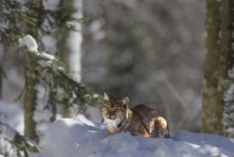 Lynx (Lynx lynx) lying in the snow in the animal enclosure in the Bavarian Forest National Park in