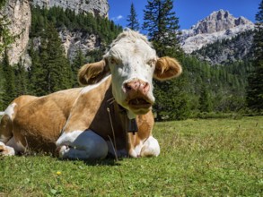 Cow grazing in the dolomites