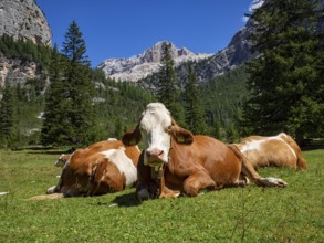 Cow grazing in the dolomites