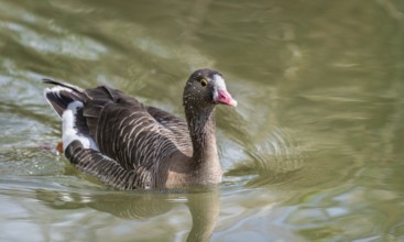 Lesser white-fronted goose