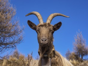 Close-up of a goat in the italian alps