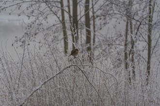Small bird sitting on frost-covered branches in wintry surroundings, Borken, Münsterland, Germany,