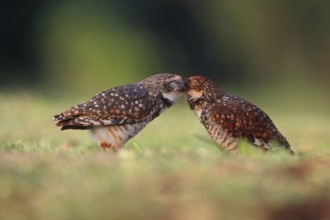 Burrowing Owl, Athene cunicularia, pair, Argentina, South America