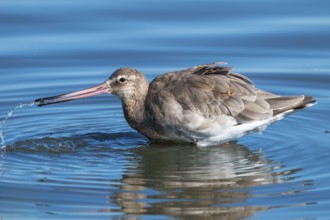 Black-tailed godwit, Limosa limosa