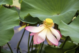 An image of a beautiful lotus flower blossom in the garden pond