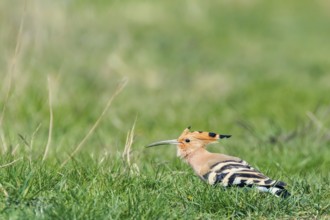 Hoopoe, Common Hoopoe (Upupa epops) Eurasian Hoopoe