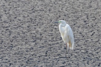 Great Egret Standing on Dry Pond (Ardea alba) Great White Egret, Common Egret