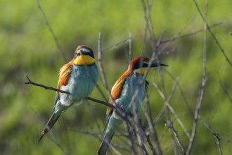 European Bee-Eater (Merops Apiaster)