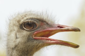 Angry Ostrich portrait, ostrich head (Struthio camelus)