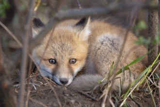 Fox Kits Near Den in Prairie Saskatchewan Canada