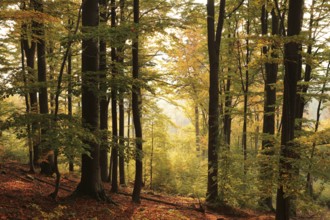 Autumn beech forest on the mountain slope during sunrise. October, Poland, Europe