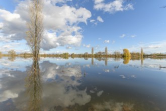 Flooded meadow after heavy rains. Autumn landscape. Bas-Rhin, Collectivite europeenne d'Alsace,