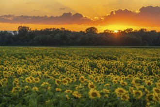Fields of sunflowers or sun at sunset (Helianthus annuus) grown for its edible seeds, flour and oil