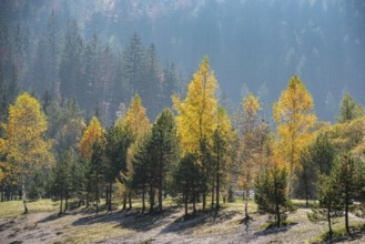Scenic autumn forest at Crystal Lake in the Julian Alps, Slovenia, Europe