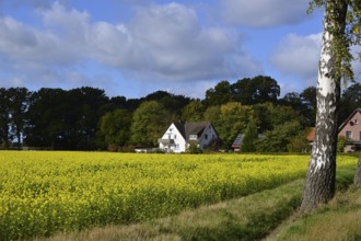 Landscape in Autumn in the Heath Lüneburger Heide, Walsrode, Lower Saxony, Germany. Landscape in