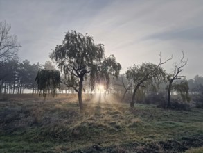 Hazy landscape with the sun rising through the trees casting rays of light through the mist,
