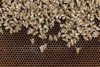Close up honeycombs. Many bees on honeycomb