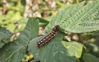Closeup caterpillar crawling on leaves in the garden. Yellow tail moth (Euproctis Similis)