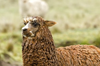Alpaca