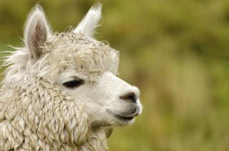 Alpaca