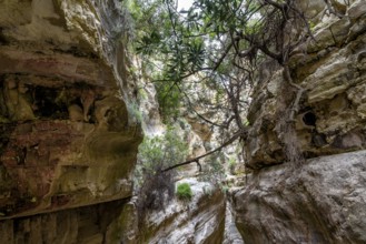 Avagas Gorge in the western part of Cyprus