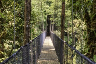 Bridge in the jungle in Central America