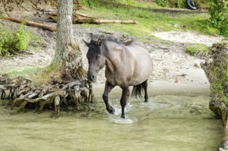 Wild horses