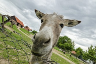 Donkey