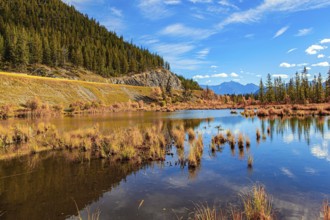 Evergreen forests in the mountains of Canada. Red, yellow and orange foliage on the shores of the