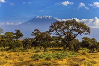 Kilimanjaro is Africa's highest point of the continent. The famous snow peak of Kilimanjaro.