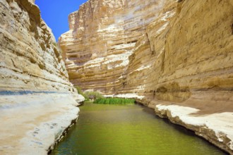 The canyon Ein Avdat is formed by the Qing River in the Negev desert. The greenish mirror water of