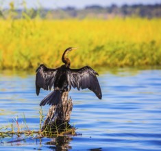 Big Bird wings opened sitting on a tree among water. Chobe National Park on the Zambezi River,