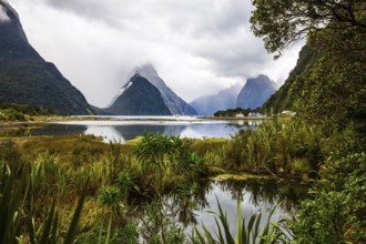Swampy, overgrown marsh grass coast of the fjord Milford Sound. Sunlight breaks through storm