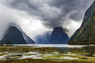 Shallow, overgrown with marsh grass coast of the fjord. New Zealand - magic land of hobbits.