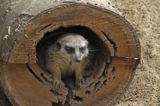 Meerkat peeks out of tree hole