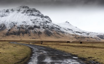 Empty rural road leading to the snowy mountain and valley with horses feeding in Iceland
