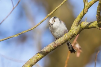 Long-tailed tit on branch (Aegithalos caudatus) Cute little Bird