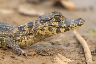Caiman (Caimaninae), Crocodile (Alligatoridae), crocodile (Crocodylia), animal portrait, young