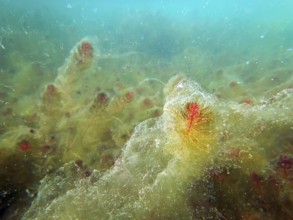 Freshwater underwater scene Freshwater rivers and lakes