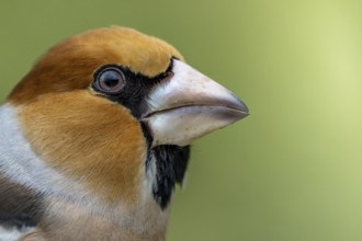 Male hawfinch (Coccothraustes coccothraustes) close-up, protected forest, Black Forest, Germany,