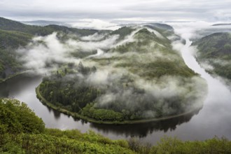 The Saarschleife in Mettlach is covered in fog in the morning in spring, Germany, Europe