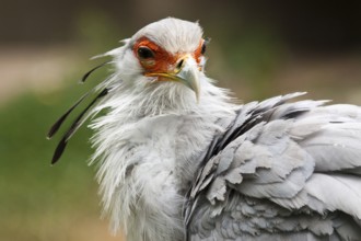 Secretary bird (Sagittarius serpentarius), Secretary