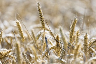 Beautiful golden wheat field with ears of wheat standing close together, Coxhill, Shepherdswell,
