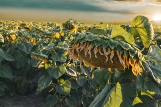 Sunflowers field with clouds in blue sky at sunset