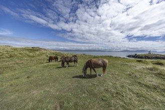 Brown horses grazing in a green meadow by the sea with Twr Mawr Lighthouse in the background, Ynys