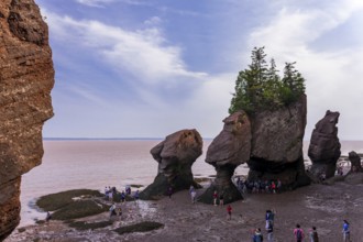 The distinctive sea staks and rock formations best known as Flowerpot Rocks in Hopwell Rocks