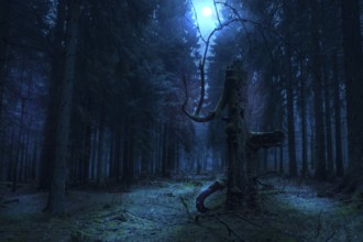 Foggy evergreen forest at night time