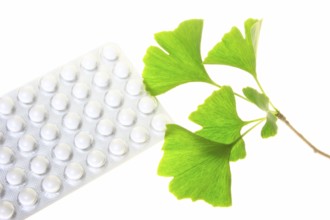 Ginkgo leaves with coated tablets for oral use (symbolic) Leaves of the ginkgo tree and coated
