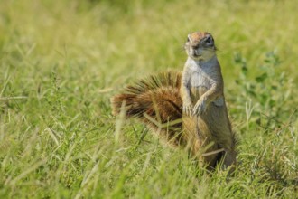 African squirrel standing in the grass during a safari in South Africa