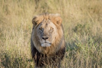 Male Lion in the high grass in the Chobe National Park, Botswana, Africa